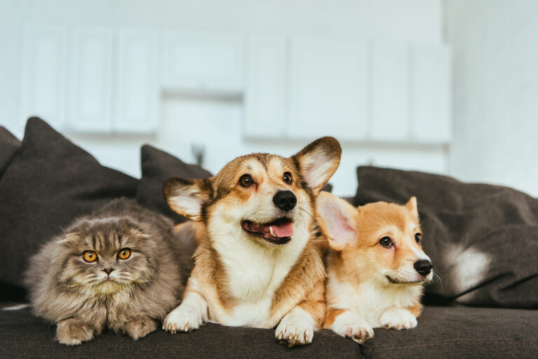 Bringing Your Pets to Thailand From the UK in 2026