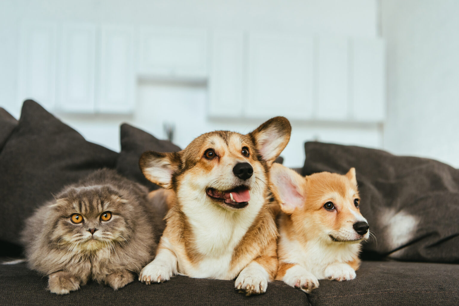 Bringing Your Pets to Thailand From the UK in 2026